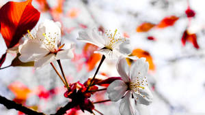 Msimu wa Spring Flowers Nyeupe Zilizomwaga wallpaper