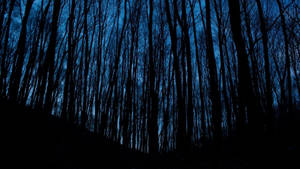 Msitu wa Mafumbo Aesthetic Bluu Giza HD — Aesthetic Dark Blue Picha ya Ukuta
