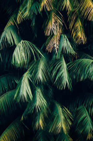 Mti wa Kijani wa Palm Aesthetic