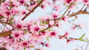 Mandhari ya Maua ya 1366x768 — Cherry blossom Picha ya Ukuta