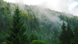 Mti wa Pine Background