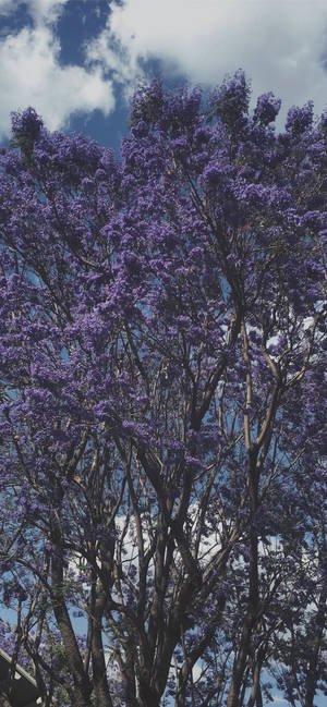 Mti wa Purple Mzuri wallpaper — iPhone 15 Pro Max Picha ya Ukuta