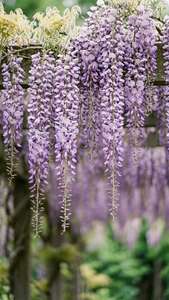 Wisteria ya rangi ya zambarau inayotiririka kutoka kwenye trellis, mwelekeo wa laini, msimu wa bahari wa kimapenzi. — Uzuri wa maua Picha ya Ukuta