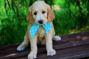 Mtoto wa Mbwa Goldendoodle Mzuri Akiwa na Tai