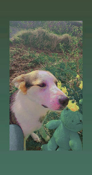 Mtu wa Indie Aesthetic Mbwa Mzuri — Mtindo wa kijana indie Picha ya Ukuta