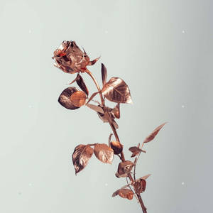 Mviringo wa Rose Gold Tumblr na Waridi Mweupe — Pink aesthetic Picha ya Ukuta