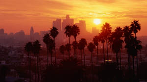 Mwale wa Palm Jioni ya Jua Los Angeles — Sunset Boulevard Picha ya Ukuta