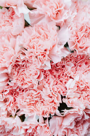 Maua ya Pinki Background