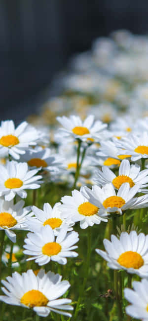 Mazingira ya Daisy — Huawei nova 16 Picha ya Ukuta