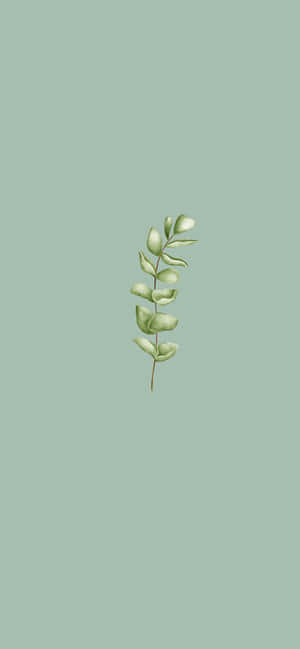 Sage Green Aesthetic pictures — iPhone 16 Pro Max Picha ya Ukuta