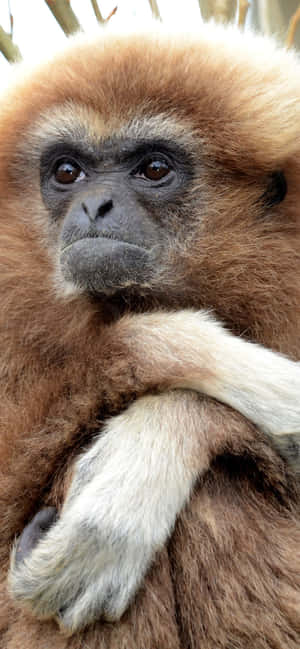 Iphone Xs Max Gibbon Background — iPhone 11 Picha ya Ukuta