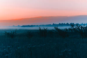 Silhouette of trees and grass during morning sunrise in April wallpaper