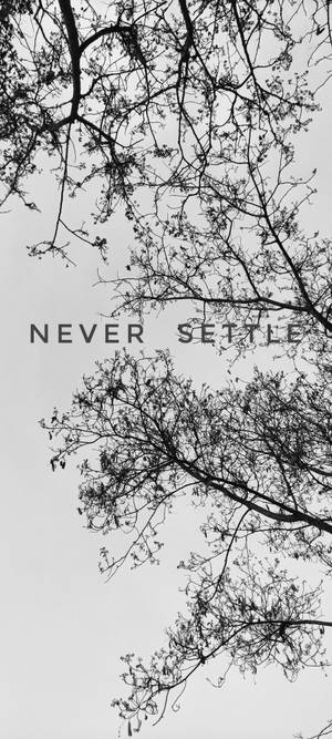 Never Settle Mti Mweusi na Mwanga — 1440x3200 Picha ya Ukuta