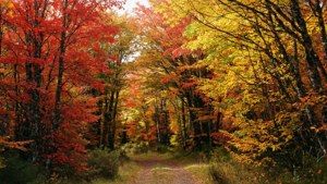 Msitu wa autumn wa rangi katika Patagonia na njia ya winding