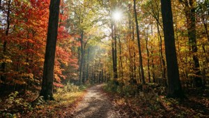 Njia ya misitu ya autumn yenye rangi kwa skrini mbili. — Majira ya kharif Picha ya Ukuta
