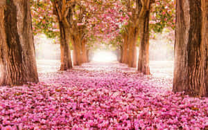 Pink Floral Background — Pink Floral Picha ya Ukuta