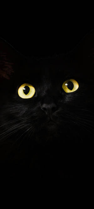 Note 10 Plus Black Cat wallpaper — iPhone 12 Pro Max Picha ya Ukuta