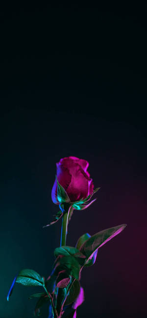 Note 10 Plus Red Rose wallpaper — iPhone 14 Pro Max Picha ya Ukuta