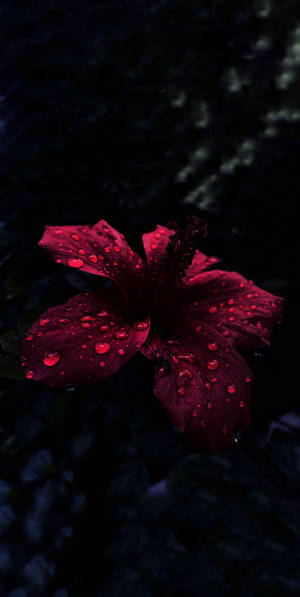 Oled Mvua juu ya Hibiscus wallpaper