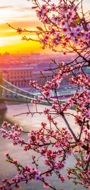 Oneplus Miti ya Sakura wallpaper — iPhone 16 Pro Max Picha ya Ukuta