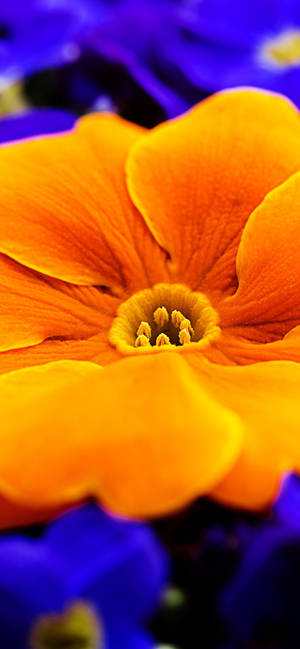 Orange Primrose Flower wallpaper — iPhone 17 Picha ya Ukuta
