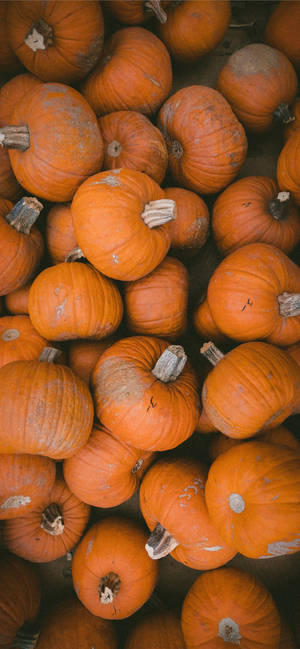 Orange Pumpkins Thanksgiving iPhone Background — iPhone 18 Pro Max Picha ya Ukuta