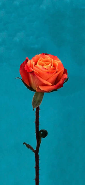 Orange Rose Flower Apple — iPhone 16 Pro Max Picha ya Ukuta