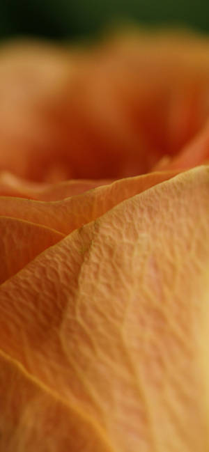 Orange Rose Petal Macro wallpaper — iPhone 16 Plus Picha ya Ukuta