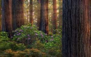 Oregon Forest Purple wallpaper — Subuhi Picha ya Ukuta