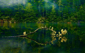 Oregon green lake forest wallpaper — Subuhi Picha ya Ukuta