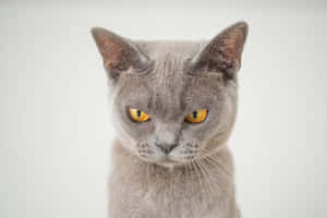 Picha za Grumpy Cat — MacBook Pro M2 Picha ya Ukuta