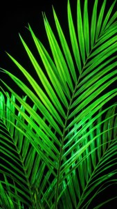 Miti ya palm ya neon kijani iliyomwangaza kwenye nyuma ya rangi nyeusi.