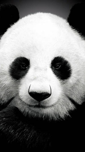 Panda Kubwa Iphone 6