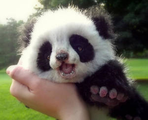 Wallpaper ya panda mdogo mwenye cheek iliyopigwa. — 5:4 Picha ya Ukuta