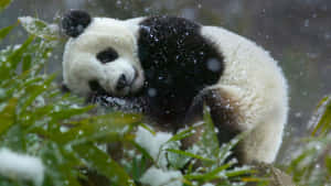 Picha ya Nyuma ya Panda — Panda Picha ya Ukuta