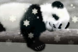 Panda Background — Panda Picha ya Ukuta