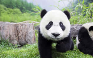 Panda Background — Panda Picha ya Ukuta