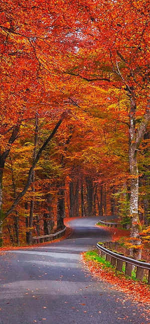 Iphone Xs Max Autumn Background — Huawei Enjoy 90m Plus Picha ya Ukuta