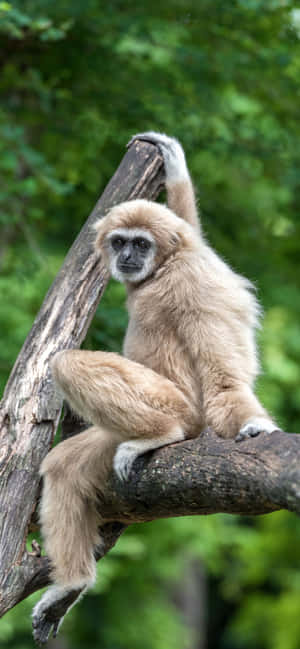Iphone Xs Max Gibbon Background — Oppo F33 Picha ya Ukuta