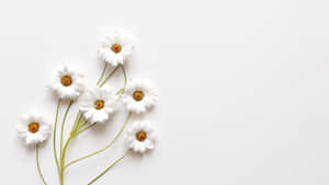 Picha za Aesthetic White — Nyeupe ya kupendeza Picha ya Ukuta