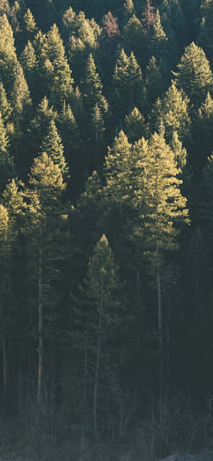 Trees Iphone — Redmi Note 17 Picha ya Ukuta