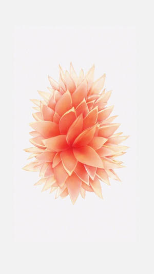 Peach-Colored Flower iPhone SE — iPhone Se Picha ya Ukuta