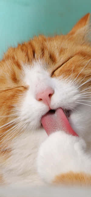 Cute Animal Iphone — iPhone 15 Plus Picha ya Ukuta