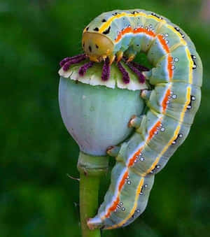 Picha za Kipepeo — Galaxy Z Flip 8 Picha ya Ukuta