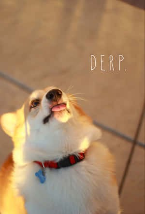 Picha za Kicheko za Corgi