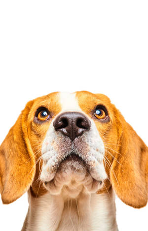 Picha ya Kichwa ya Mbwa Beagle Anayetazama Juu — Redmi Pad 2 9.7 Picha ya Ukuta