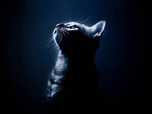 Picha ya Kitu Aesthetic Bluu Giza HD — Aesthetic Dark Blue Picha ya Ukuta