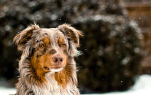 Picha za Australian Shepherd — Winter Picha ya Ukuta