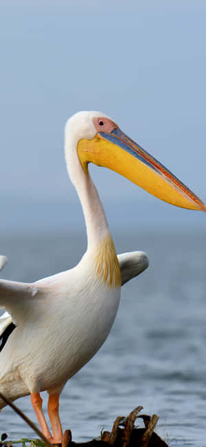 Picha za Pelicans — Huawei nova 16 Ultra Picha ya Ukuta