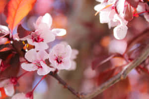 Picha za Matawi ya Miti — Cherry blossom Picha ya Ukuta